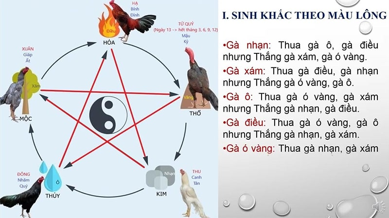 Liệu có cách đá gà luôn thắng?