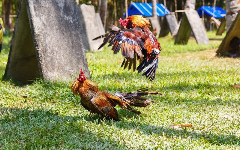 Luật chơi cơ bản của đá gà Thomo